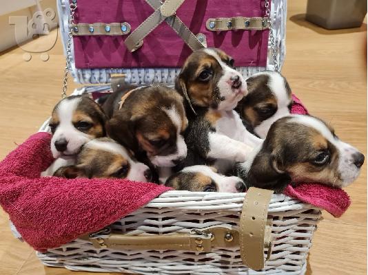 PoulaTo: Υπέροχα κουτάβια Beagle.